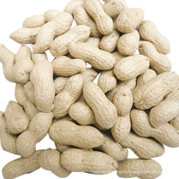 Хорошее качество арахис в скорлупе (7-9)
